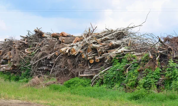 cut tree branches trimmed, South Bohemia