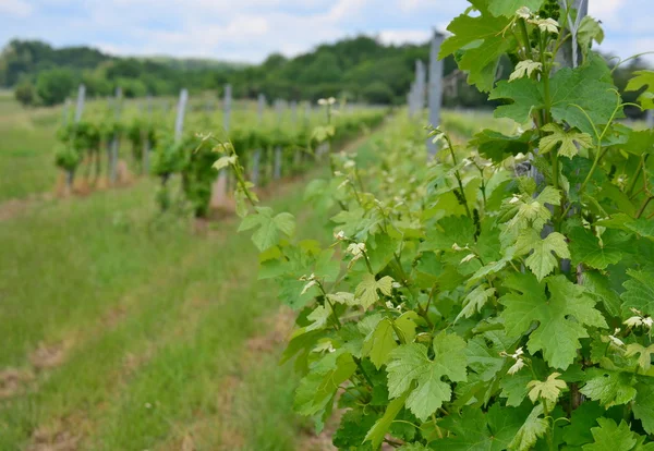 Frühling im Weinberg, Niederösterreich — Stockfoto