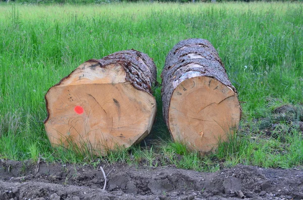 timber ready for transport, South Bohemia