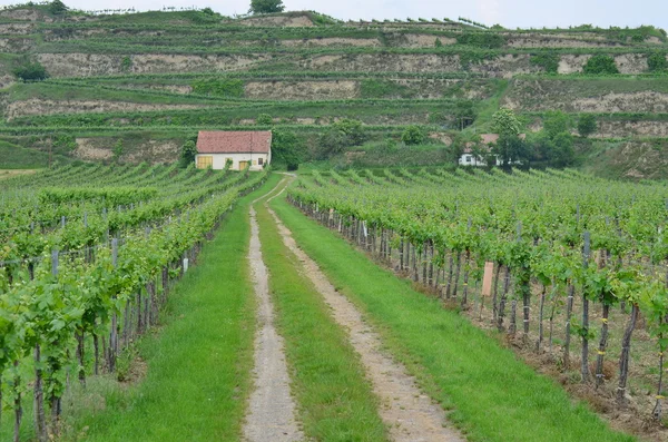 Spring in the vineyard, Lower Austria — Stock Photo, Image