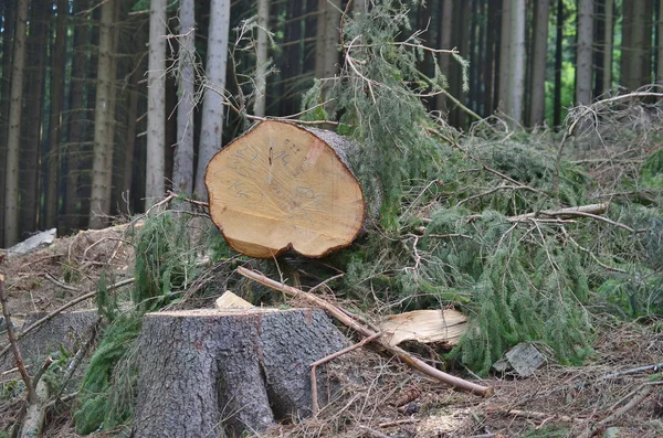 Árvores derrubadas, prontas para o transporte — Fotografia de Stock