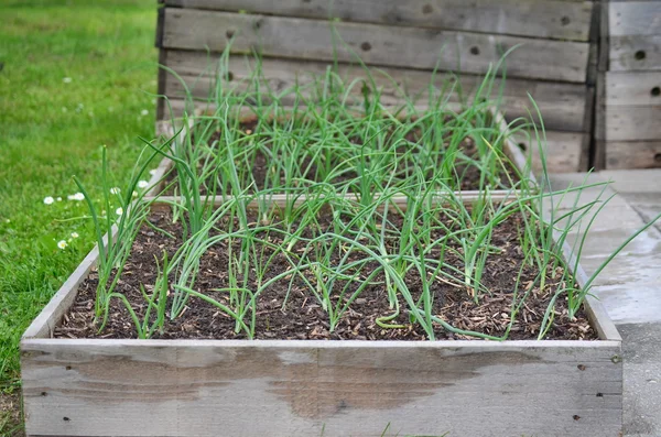 Spring onion plant, South Bohemia — Stock Photo, Image