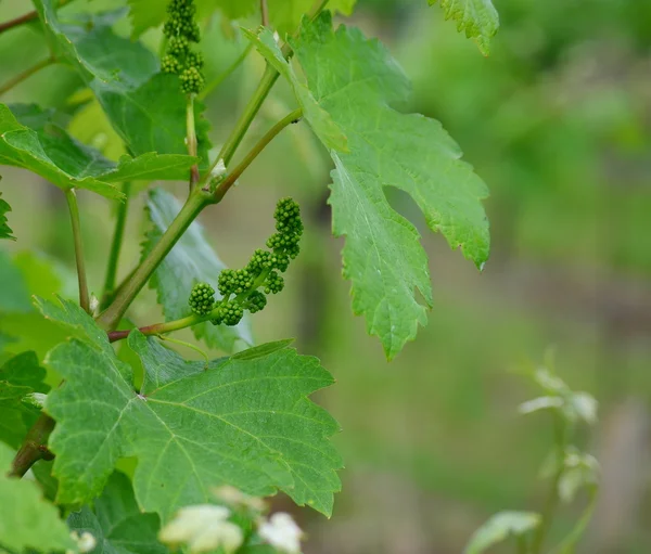 Frühling im Weinberg, Niederösterreich — Stockfoto