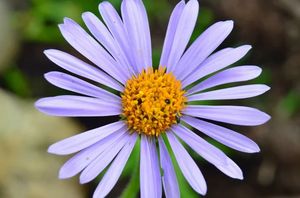 Detalhe da flor da margarida alpina, Boêmia do Sul — Fotografia de Stock