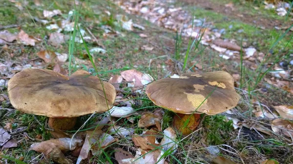 Vista dei funghi, Boemia meridionale — Foto Stock