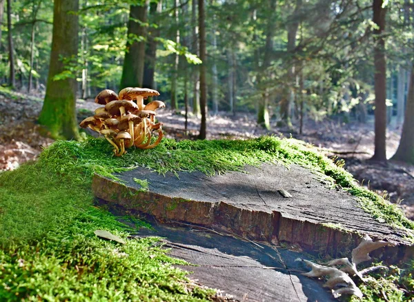 Uitzicht Herfstchampignons Zuid Bohemen Tsjechië — Stockfoto