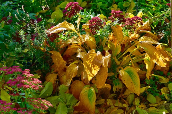 Herbst Buntes Blumenbeet Südböhmen Tschechische Republik — Stockfoto