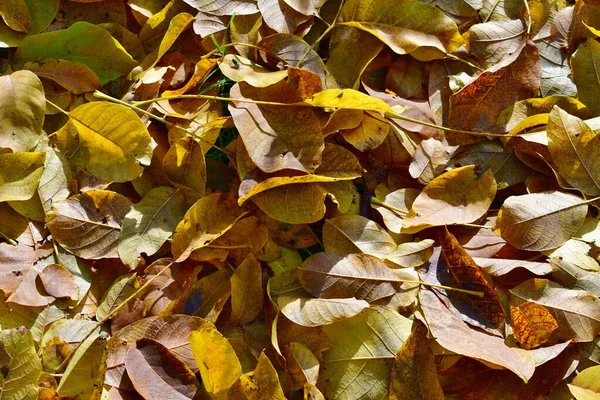 チェコ共和国南ボヘミアの王室のクルミの秋の葉 — ストック写真
