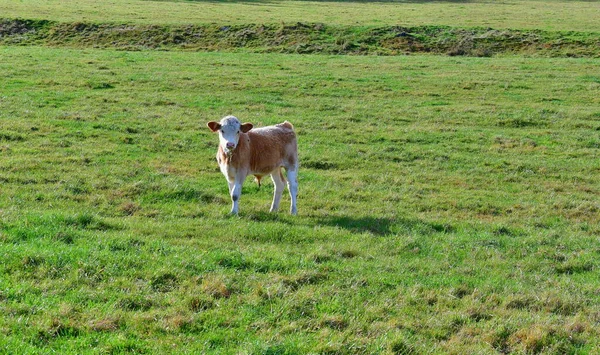 Young Bull Pasture South Bohemia Czech Republic — Stock Photo, Image