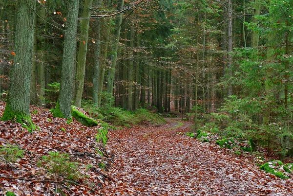 Uitzicht Herfstbosweg Zuid Bohemen Tsjechië — Stockfoto