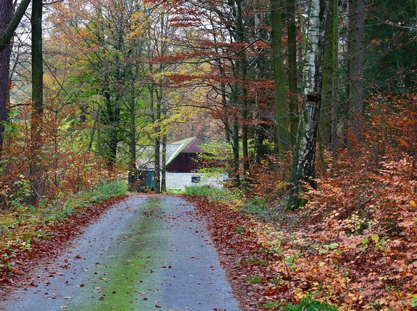 Вид Осенней Лесной Дороги Южная Окемия Южная Окемия Чехия — стоковое фото