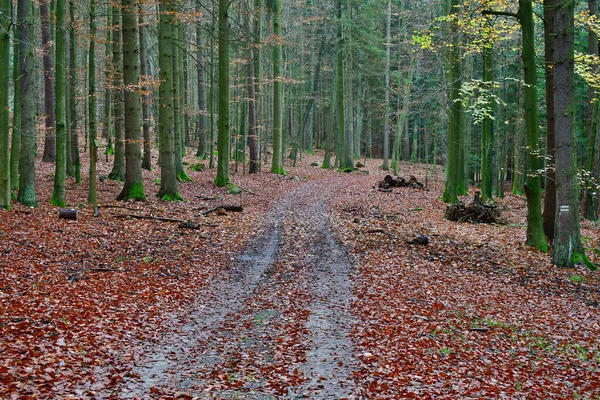 Blick Auf Herbst Waldstraße Südböhmen Tschechische Republik — Stockfoto