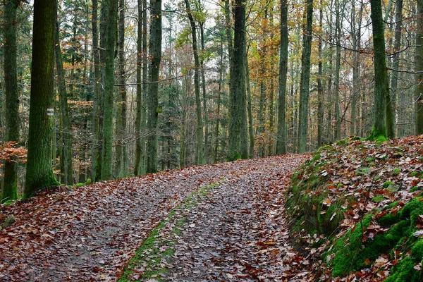 Vista Carretera Forestal Otoño Sur Bohemia República Checa — Foto de Stock