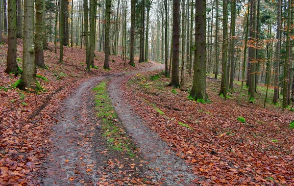 Uitzicht Herfstbosweg Zuid Bohemen Tsjechië — Stockfoto