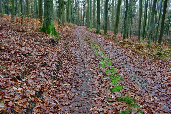 捷克共和国南波西米亚秋天森林路景观 — 图库照片