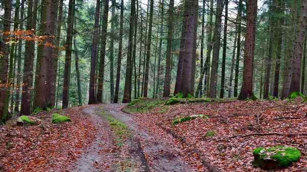 Uitzicht Herfstbosweg Zuid Bohemen Tsjechië — Stockfoto