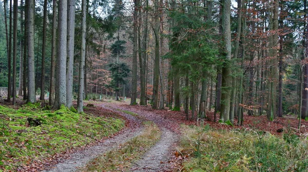 Blick Auf Herbst Waldstraße Südböhmen Tschechische Republik — Stockfoto