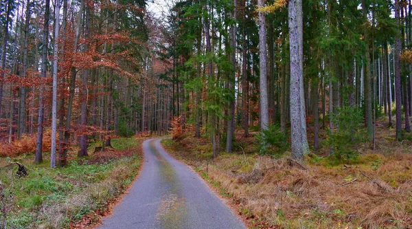 Uitzicht Herfstbosweg Zuid Bohemen Tsjechië — Stockfoto