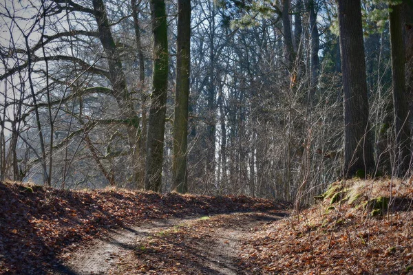 Vista Estrada Florestal Sul Boémia República Checa — Fotografia de Stock