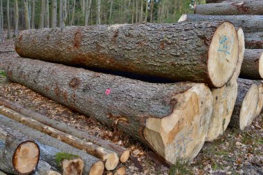 Nakil için kereste hazır, Güney Bohemya, Çek Cumhuriyeti