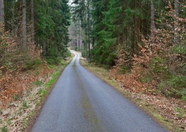 Orman yolu manzarası, Güney Bohemya, Çek Cumhuriyeti