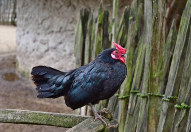 Horoz egemen, Tavuk (Gallus gallus f domestica). Çek Cumhuriyeti