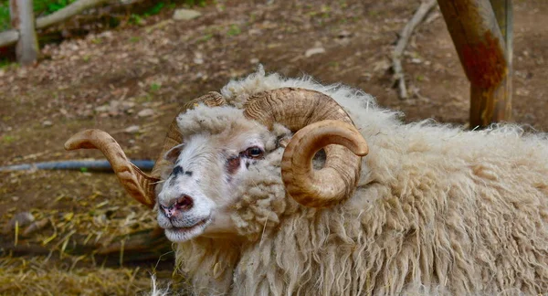 Wallachian Sheep Ram Breed Originated Czech Republic — ストック写真