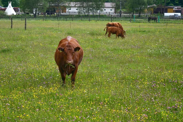 牧草地の茶色の牛 南ボヘミア チェコ共和国 — ストック写真