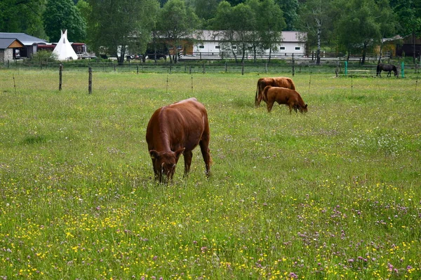 Brązowa Krowa Pastwisku Czechy Południowe Czechy — Zdjęcie stockowe