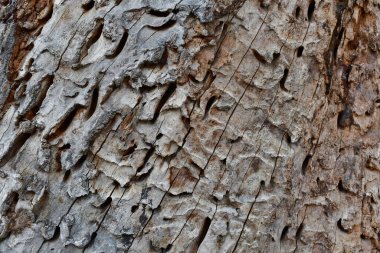 Ahşap yapının vief, South Bohemia, Çek Cumhuriyeti