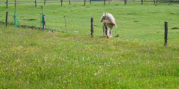 Irish Cob Dans Pâturage Bohême Sud République Tchèque — Photo