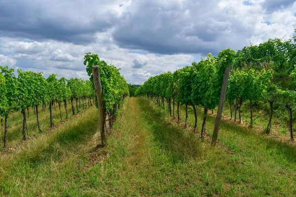 Summer Vineyard Lower Austria Austria — Stock Photo, Image