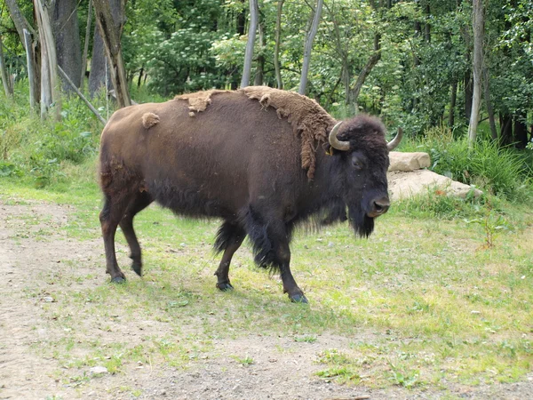 Bison i hagen — Stockfoto