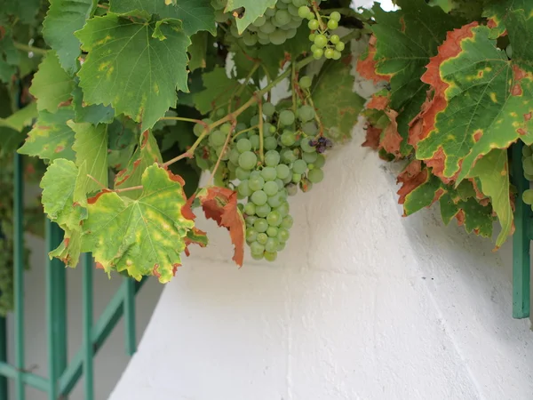 Branch with grapes vine — Stock Photo, Image