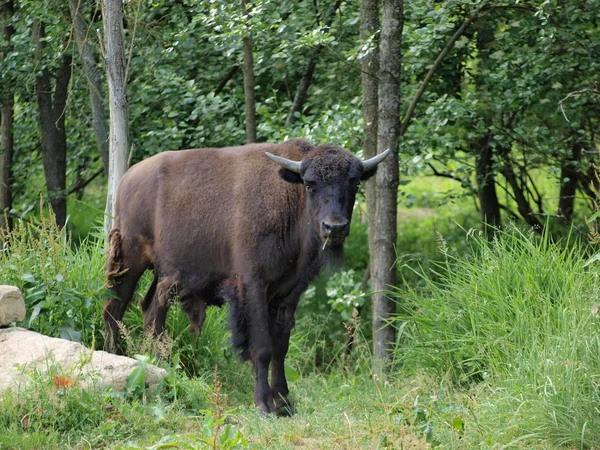 Bisons auf der Weide — Stockfoto