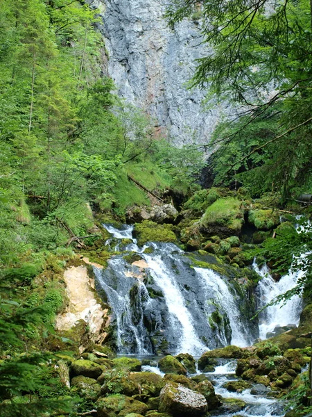 Alpesi növény folyó Piesling — Stock Fotó