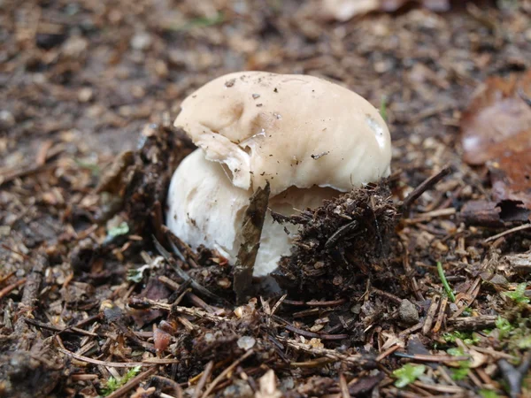 蘑菇，波希米亚南部 — 图库照片