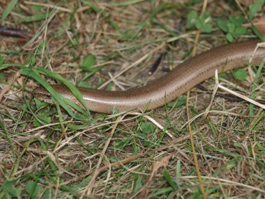 Solucan (Anguis fragilis yavaş )