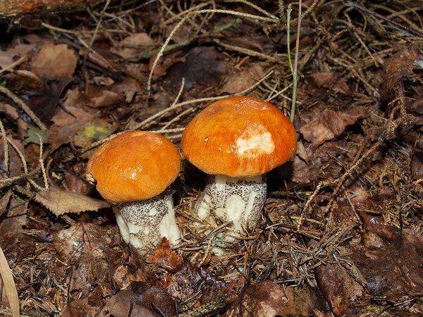 Mushrooms, southern Bohemia — Stock Photo, Image