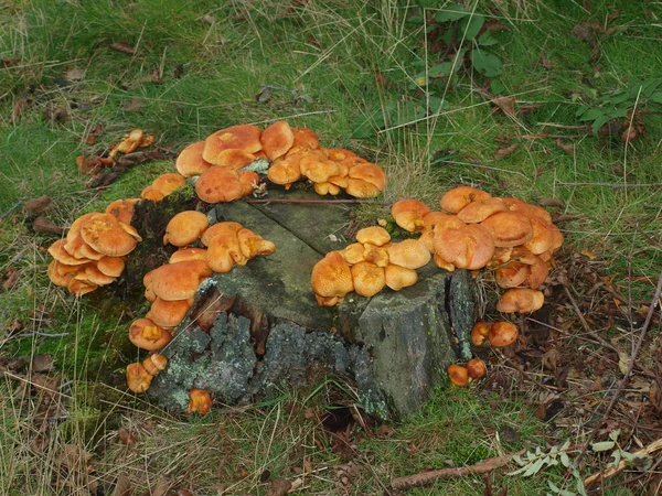 Mushrooms, southern Bohemia — Stock Photo, Image