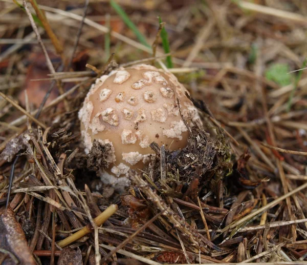 Mushrooms, southern Bohemia — Stock Image Mushrooms, southern Bohemia Stock Photo