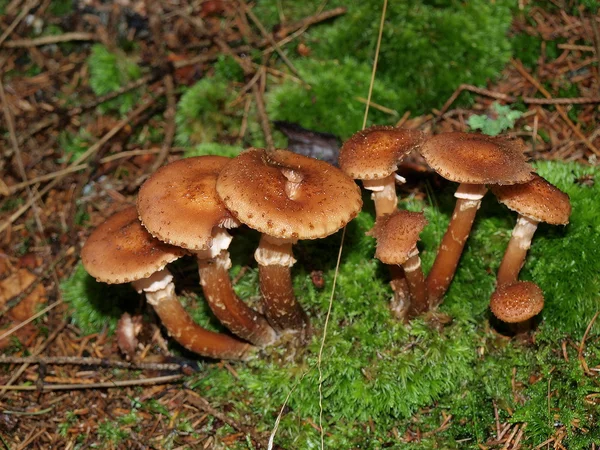 Mushrooms, southern Bohemia — Stock Image Mushrooms, southern Bohemia Royalty Free Stock Photos