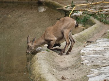 dağ keçisi dağ veya dağ (capra ibex)