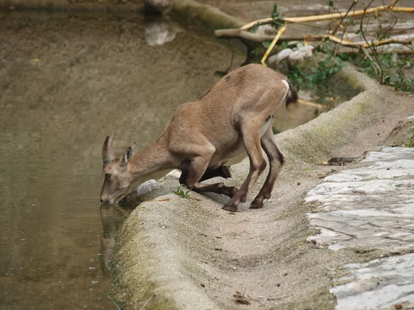 dağ keçisi dağ veya dağ (capra ibex)