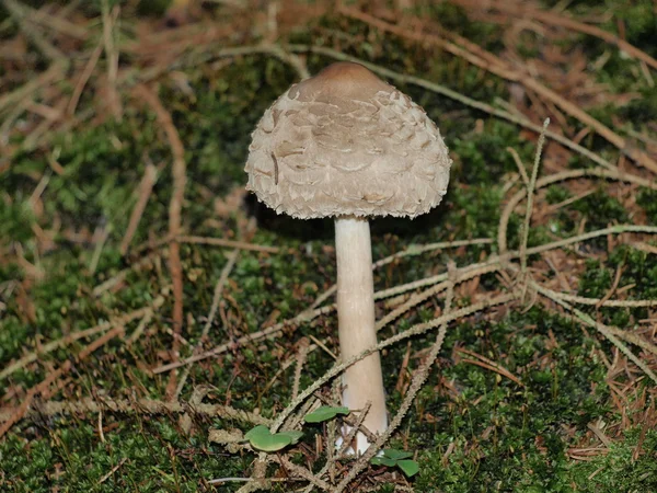 Paddestoelen, Zuid-Bohemen — Stockfoto