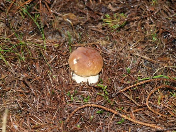 Paddestoelen, Zuid-Bohemen — Stockfoto