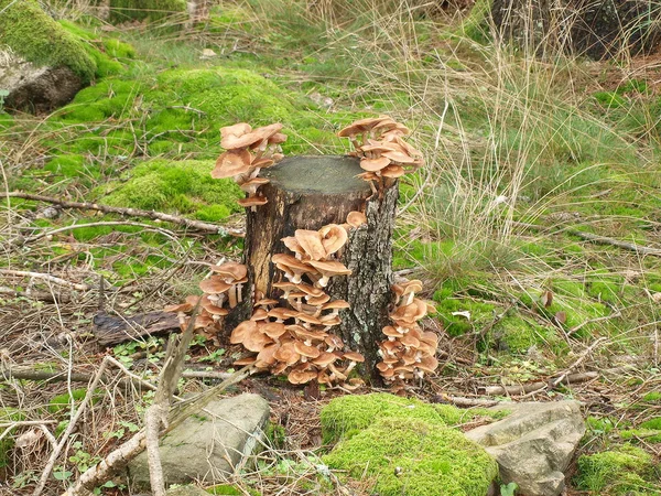 Mushrooms, southern Bohemia — Stock Fotó