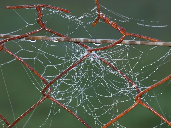 Water drops on a spider web — Stock Photo, Image