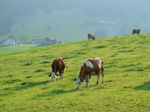 Brązowe krowy na pastwisku — Zdjęcie stockowe