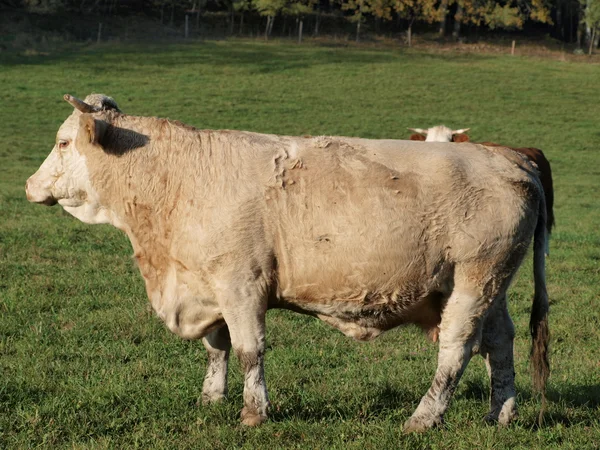 Vaca marrom no pasto — Fotografia de Stock